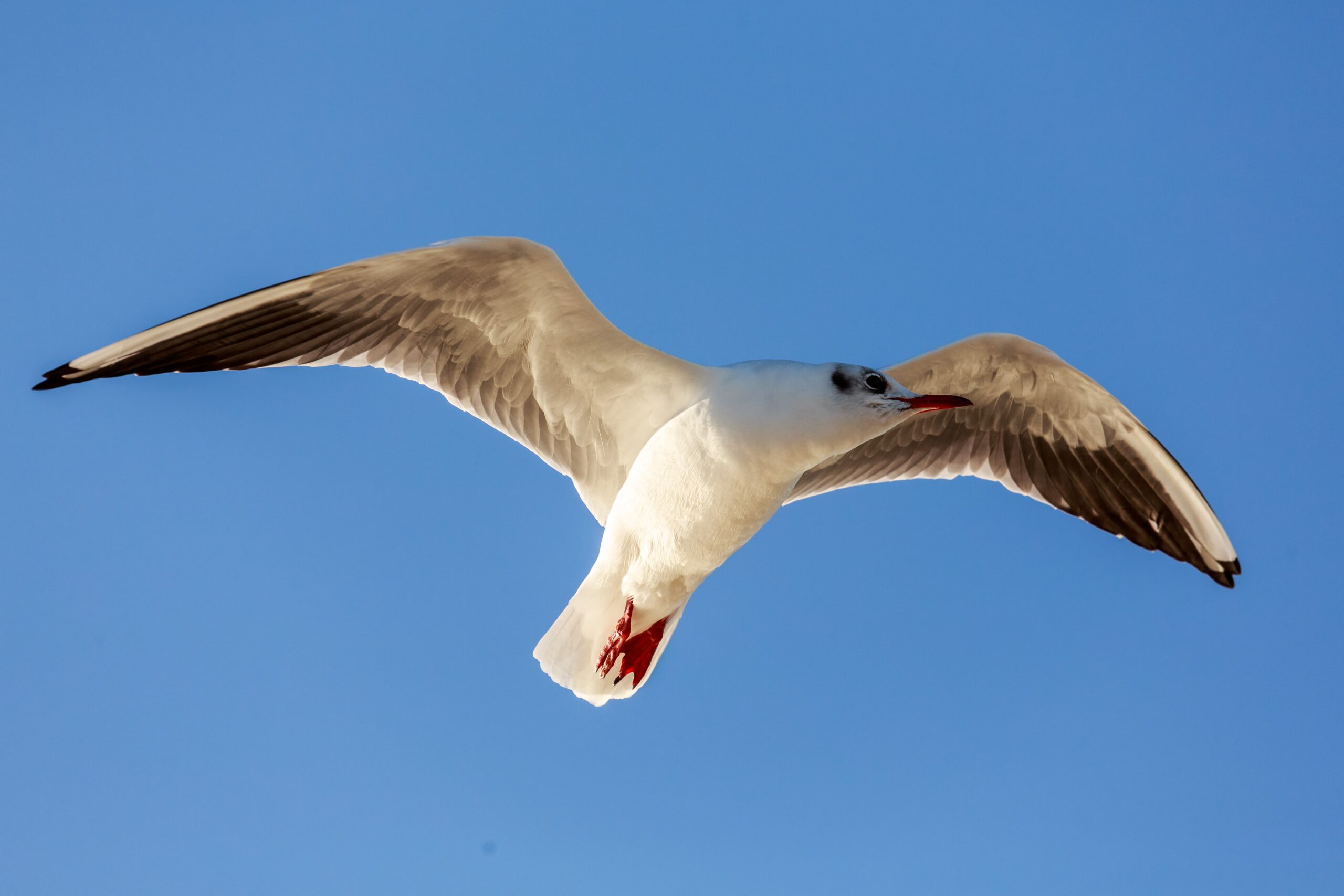 Gaviota en vuelo